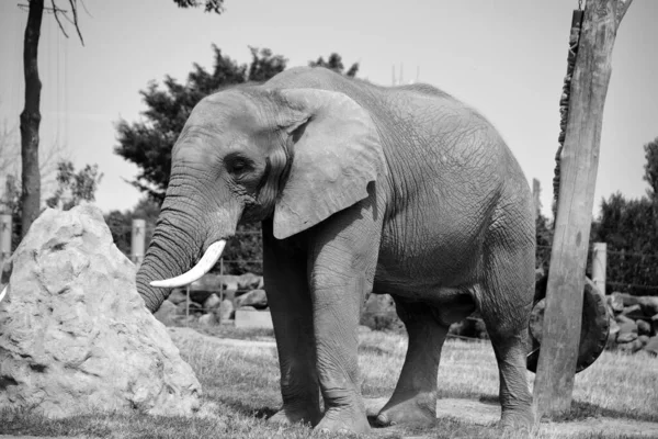 Αφρικανικοί Ελέφαντες Είναι Ελέφαντες Του Γένους Loxodonta Γένος Αποτελείται Από — Φωτογραφία Αρχείου