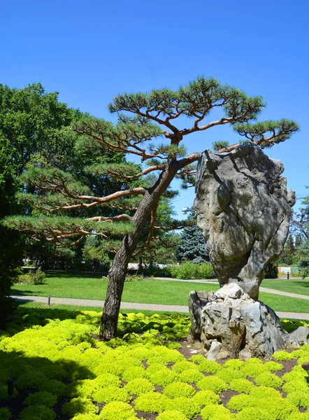 Viejo Árbol Parque —  Fotos de Stock