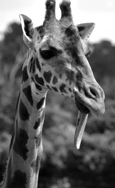 Közeli Zsiráf Giraffa Camelopardalis Egy Afrikai Páros Ujjú Patás Emlős — Stock Fotó