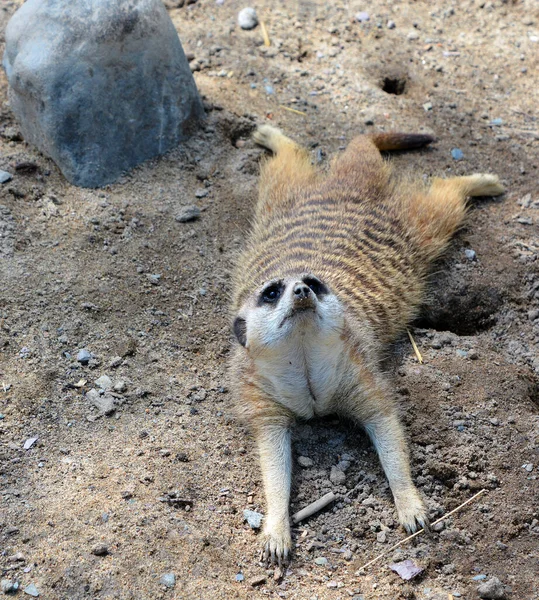 Meerkat Suricado Pequeno Carnívoro Pertencente Família Dos Mangustos Que Vivem — Fotografia de Stock