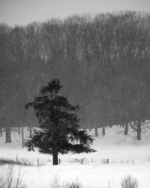 Park Zimowy Dzień — Zdjęcie stockowe