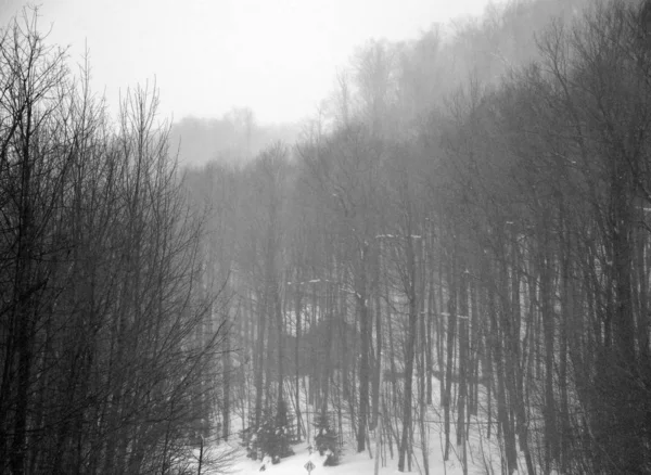 Forêt Hiver Dans Neige — Photo