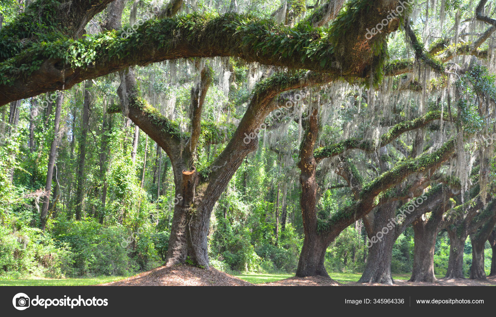 Trees Spanish Moss Tillandsia Usneoides Epiphytic Flowering Plant Often