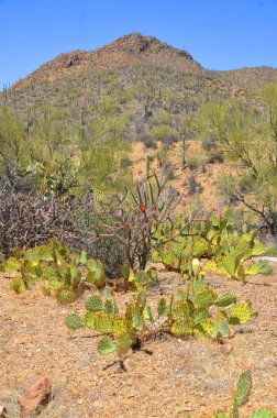 Saguaro Ulusal Parkı, Arizona 'nın güneydoğusundaki Pima County Tucson' da Sonoran Çölü manzaraları, fauna ve flora 'da bulunan bir ulusal parktır..
