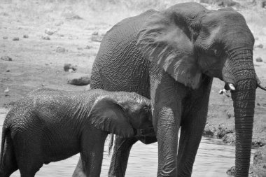 Kara çamura bulanmış bir fil görüntüsü (Etosha Ulusal Parkı) Namibya Afrika