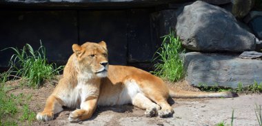 Aslan, Panthera cinsindeki dört büyük kediden biridir ve Felidae familyasının bir üyesidir. Bazı erkekler 250 kg ağırlığı (550 lb) aşarak kaplandan sonra yaşayan en büyük ikinci kedidir.