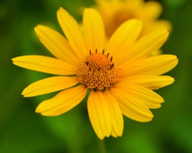 Echinacea, papatya familyasından bir bitki cinsidir. Echinacea cinsi genellikle mor koni çiçekleri olarak adlandırılan dokuz türe sahiptir..