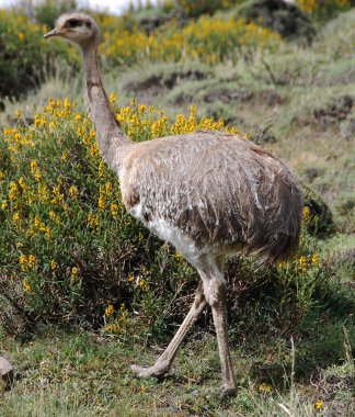 Büyük kuş, Güney Amerika 'nın doğusunda bulunan uçamayan bir kuş türüdür. Gri, yaygın veya Amerikan rhea, nandu Guarani veya ema Torres del paine, Patagonya, Chili