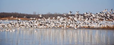 Kar kazları göçü. Bahar göçü sırasında, büyük kar kazları sürüleri, geleneksel kış bölgelerinden tundraya kadar 3000 milden fazla dar koridorlar boyunca çok yükseklere uçarlar..