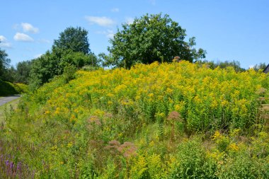 Doğal gökyüzü ile mangrov orman manzarası. Yeşil Orman Altın Mangrov Ormanı her yere yayılıyor. Rayong 'da doğa koruma alanında. güzel yeşil yapraklar arka plan duvar kağıdında