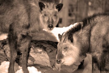 Japon serow Capricornis crispus, bir Japon keçi-antiloptur. Japonya 'nın yoğun ormanlarında, özellikle kuzey ve orta Honshu' da bulunur..