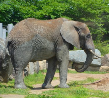 Filler, fil-tidae familyasının büyük memelileridir ve Proboscidea familyasına aittir. Geleneksel olarak iki tür tanınır: Afrika fili (Loxodonta africana) ve Asya fili.