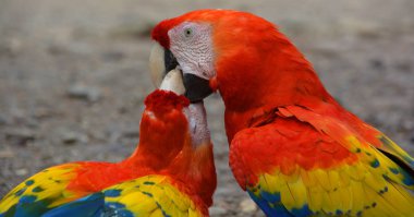 Kızıl Macaw, papağan olarak adlandırılan büyük bir Neotropik papağan grubunun üyesi olan büyük, kırmızı, sarı ve mavi bir Güney Amerika papağanıdır. Güney Amerika 'nın nemli ve yemyeşil ormanlarında yetişir..