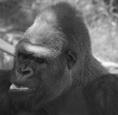 Gümüş sırtlı goriller, Orta Afrika ormanlarında yaşayan çoğunlukla otobur maymunlardır. Gorillerin DNA 'sı insanlarınkine çok benzer,% 9599 oranında.
