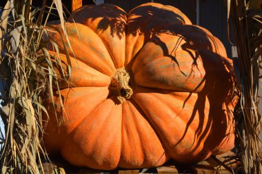 Dev balkabağı, Cucurbita pepo, Cucurbita mixta, Cucurbita maxima ve Cucurbita moschata türlerinin çiftçiliklerini ifade eder..