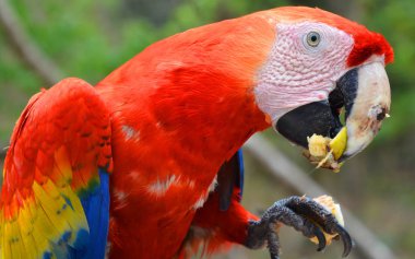 Kızıl Macaw, papağan olarak adlandırılan büyük bir Neotropik papağan grubunun üyesi olan büyük, kırmızı, sarı ve mavi bir Güney Amerika papağanıdır. Güney Amerika 'nın nemli ve yemyeşil ormanlarında yetişir..