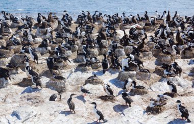 Beagle Kanalı 'ndaki karabataklar Güney Amerika' nın aşırı güney kesimindeki Tierra del Fuego Takımadaları 'nın ayrıştırıcı adalarıdır..