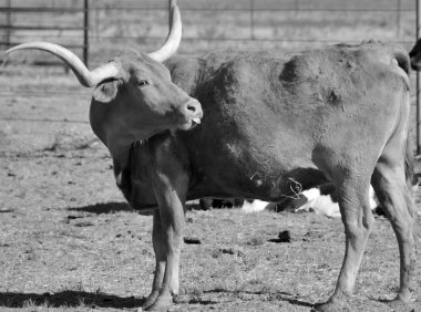 Texas Longhorn, boynuzlarıyla bilinen bir sığır türüdür ve 2,1 metreye kadar uzayabilir.).