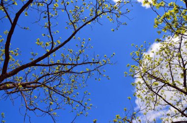Bir erik ağacındaki çiçekler çiçek açmış..