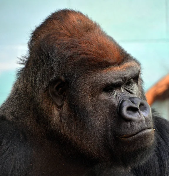 Gorillas Sind Bodenbewohnende Vorwiegend Pflanzenfressende Menschenaffen Die Die Wälder Zentralafrikas — Stockfoto