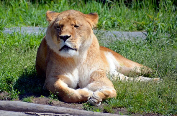 León Uno Los Cuatro Grandes Felinos Del Género Panthera Miembro —  Fotos de Stock