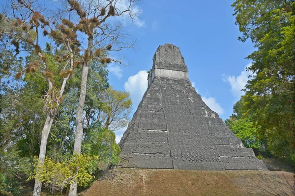 ティカル グアテマラ2016年5月3日 グアテマラのティカル国立公園にあるコロンビア前マヤ文明の遺跡公園は1979年以来ユネスコの世界遺産に登録されています — ストック写真