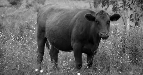 Photo Noir Blanc Vache Sur Terrain — Photo