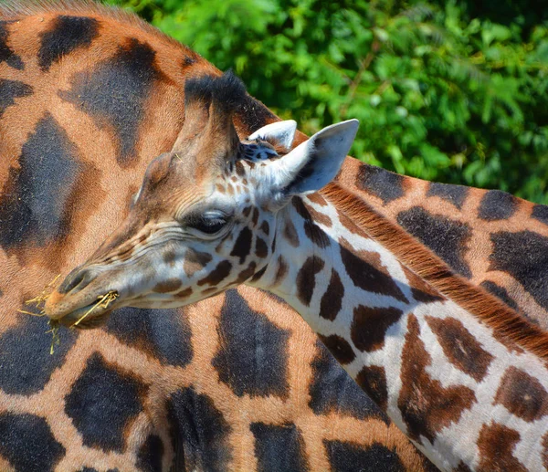Girafa Giraffa Camelopardalis Mamífero Africano Ungulado Mais Alto Todas Espécies — Fotografia de Stock