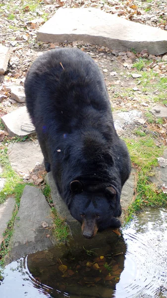 Der Amerikanische Schwarzbär Ursus Americanus Ist Ein Mittelgroßer Bär Aus — Stockfoto