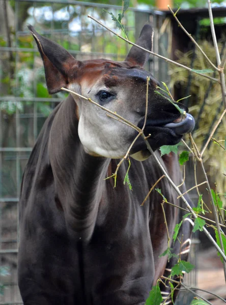 Den Okapi Artiodactyl Däggdjur Infödda Demokratiska Republiken Kongo Centralafrika Den — Stockfoto