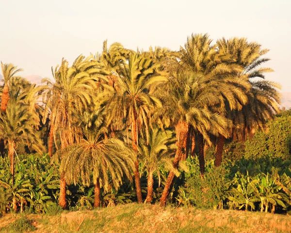 stock image View river Nile in Egypt through rural countryside landscape and palm trees