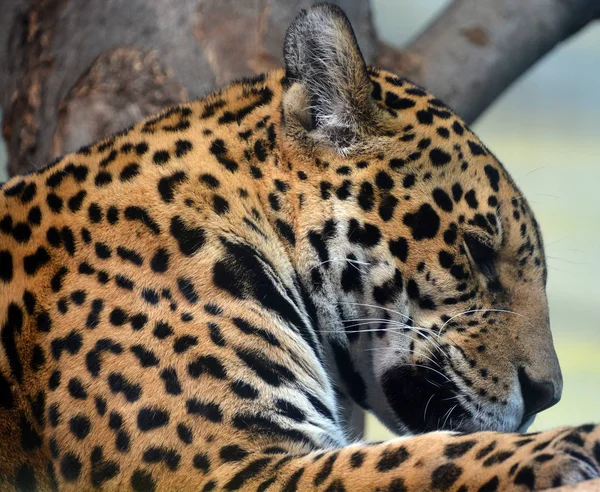 Filhote Jaguar Gato Grande Felino Gênero Panthera Apenas Espécies Existentes — Fotografia de Stock