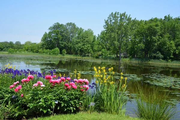 Schöne Sommerlandschaft Mit Blumen Und Teich — Stockfoto