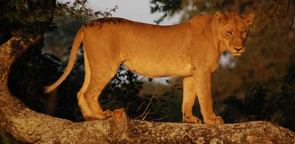 크루거 남아프리카 공화국 사자는 판테라 Panthera 고양이 하나이며 고양이 Felidae — 스톡 사진