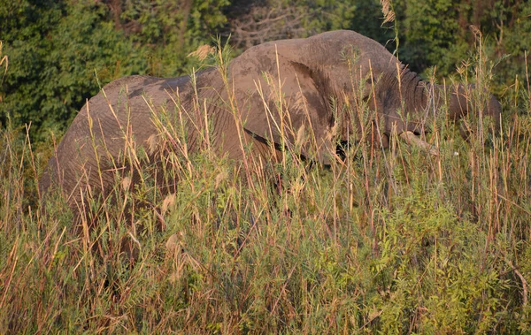 Elephant along river  at the Zambezi National Park is a national park located upstream from Victoria Falls on the Zambezi River in Zimbabwe.