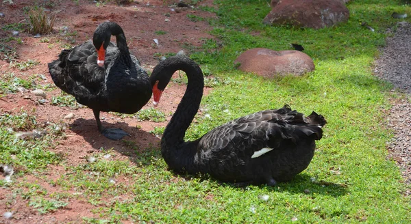 Siyah Kuğu Avustralya Üreyen Büyük Bir Kuşu Türüdür Bir Yeni — Stok fotoğraf