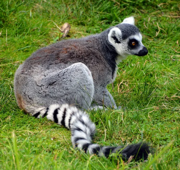 Der Klingelschwanzmaki Lemur Catta Ist Ein Großer Strepsirrhein Primat Und — Stockfoto