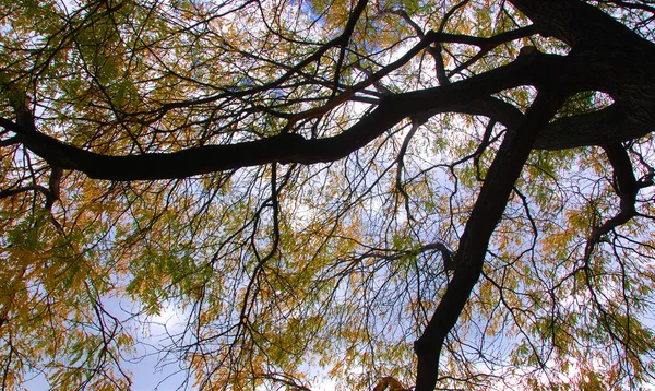 Осіннє Дерево Фоні Неба — стокове фото
