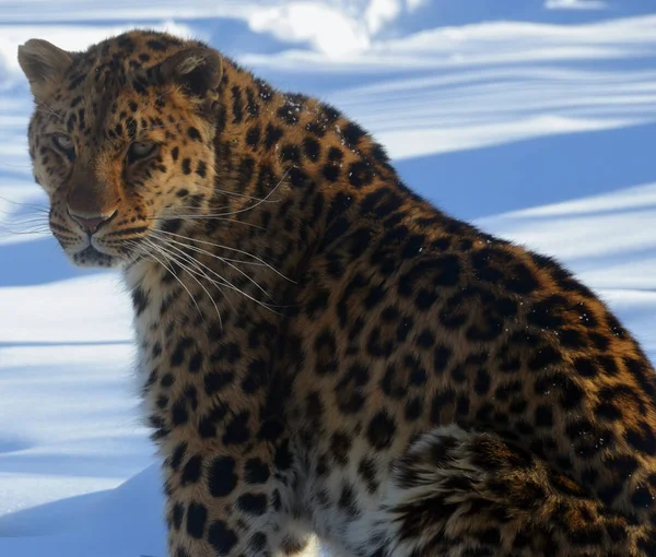 Amur Leopard Ist Eine Leoparden Unterart Die Der Region Primorje — Stockfoto