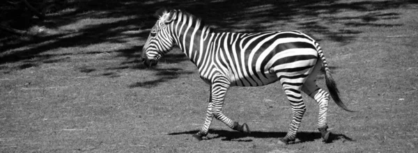 ゼブラス ゼブラス ゼブラス 黒と白の縞模様が特徴的なアフリカ種 である — ストック写真
