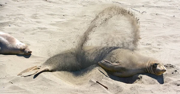 Seal Cover Sand Route One California Usa — Stock fotografie