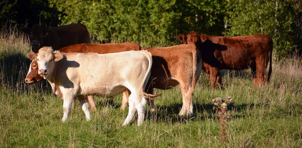 Vaca Campo —  Fotos de Stock