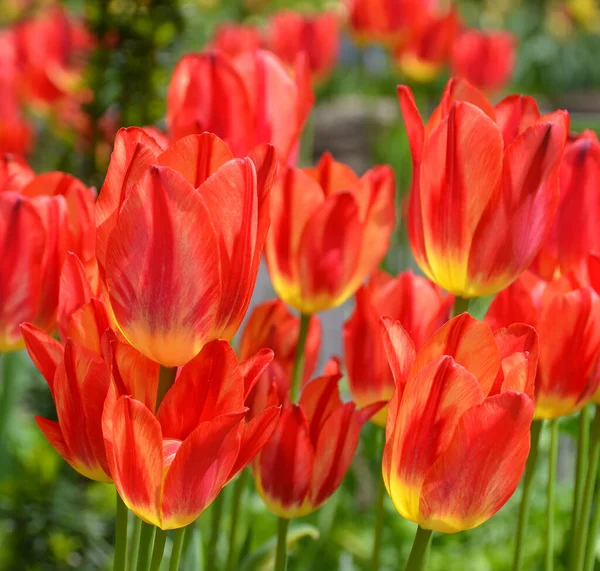 Красные Тюльпаны Саду Водостоки Саду — стоковое фото