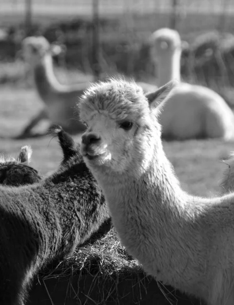 Alpaca Una Specie Addomesticata Camelide Sudamericano Assomiglia Piccolo Lama Apparenza — Foto Stock
