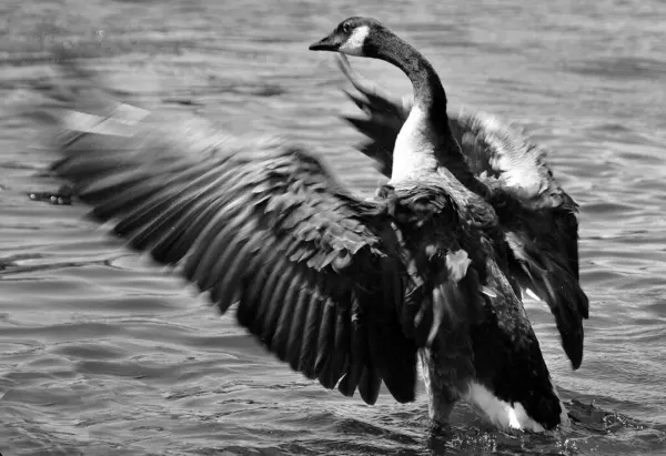 Canards Nageant Dans Eau Lac — Photo