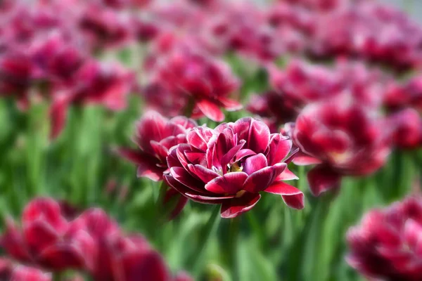 Tulipanes Una Planta Perenne Bulbosa Con Flores Vistosas Género Tulipa — Foto de Stock