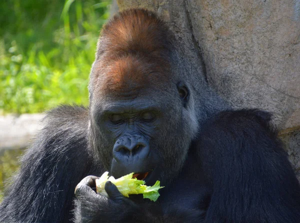 Gorillas Sind Die Größte Überlebende Primatenart Sind Bodenbewohnende Vorwiegend Pflanzenfressende — Stockfoto
