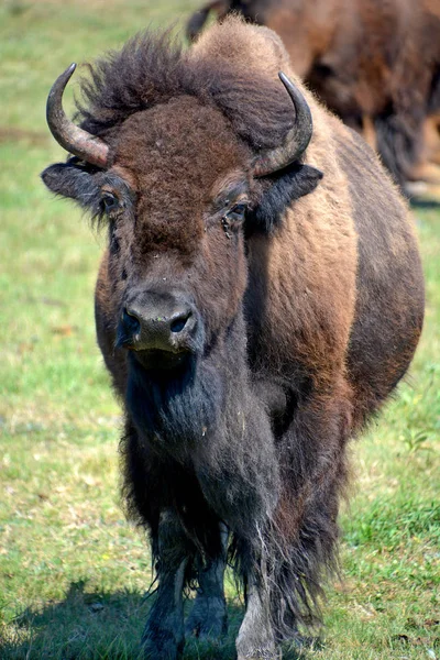 Bizonlar Bovinae Alt Familyasındaki Bison Cinsinde Büyük Tek Parmaklı Tek — Stok fotoğraf