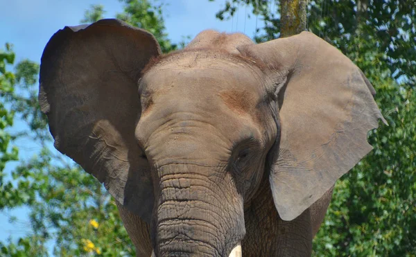 Les Éléphants Afrique Sont Des Éléphants Genre Loxodonta Genre Comprend — Photo