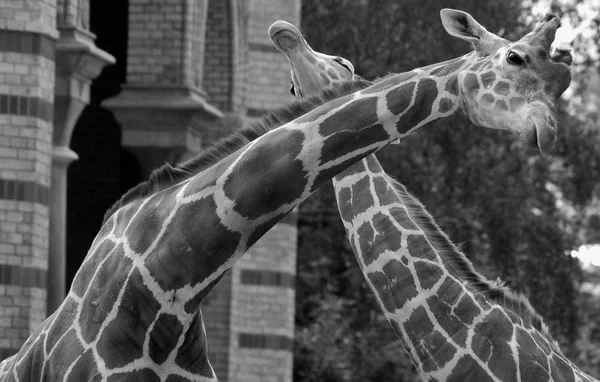 Zsiráf Giraffa Camelopardalis Egy Afrikai Páros Ujjú Patás Emlős Összes — Stock Fotó